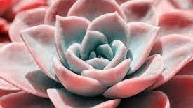 Desert Dish Gardens -- May 23