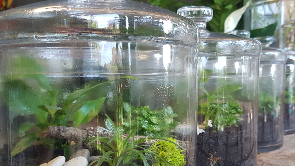 Terrarium Tea Party -- May 13