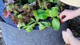 Patio Veggie Garden -- April 22