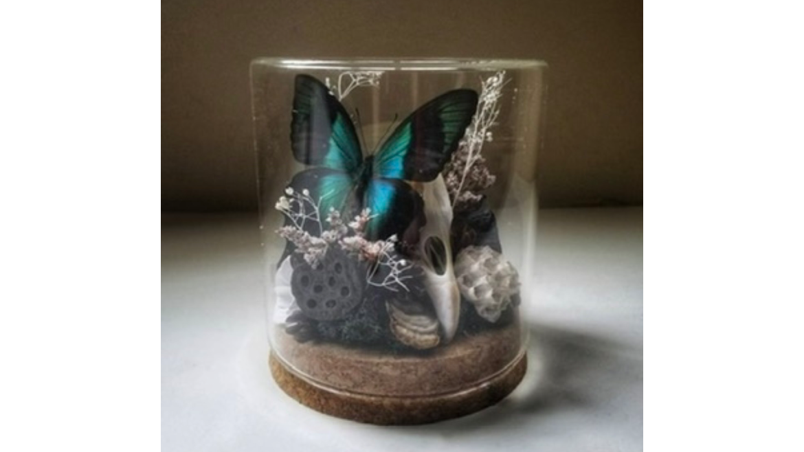Dome of Delights: Insect Mounting Experience